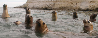 sea lions and elephant seals